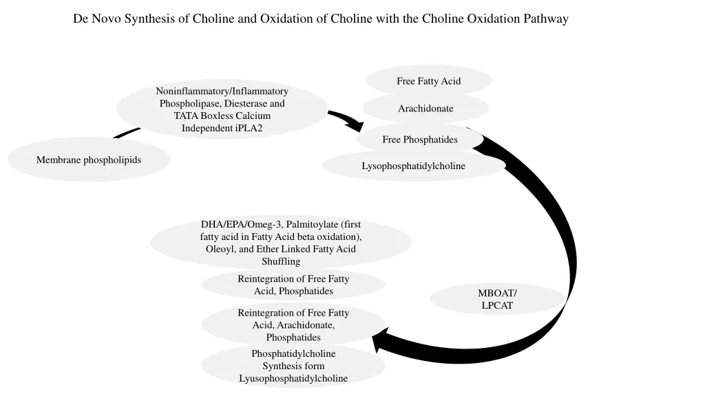 de novo synthesis of choline and oxidation 1