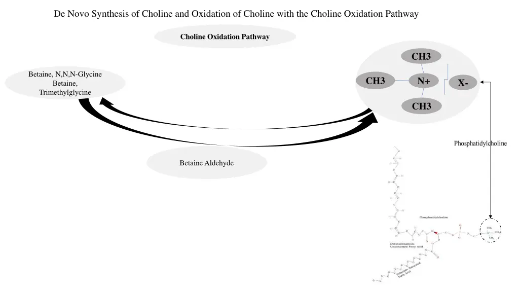 de novo synthesis of choline and oxidation