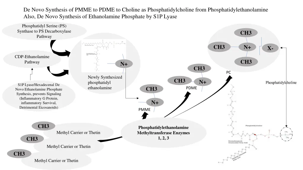 de novo synthesis of pmme to pdme to choline