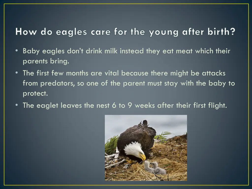 how do eagles care for the young after birth