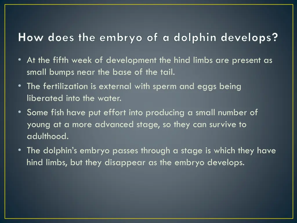 how does the embryo of a dolphin develops