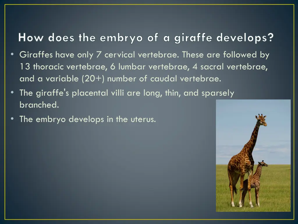 how does the embryo of a giraffe develops