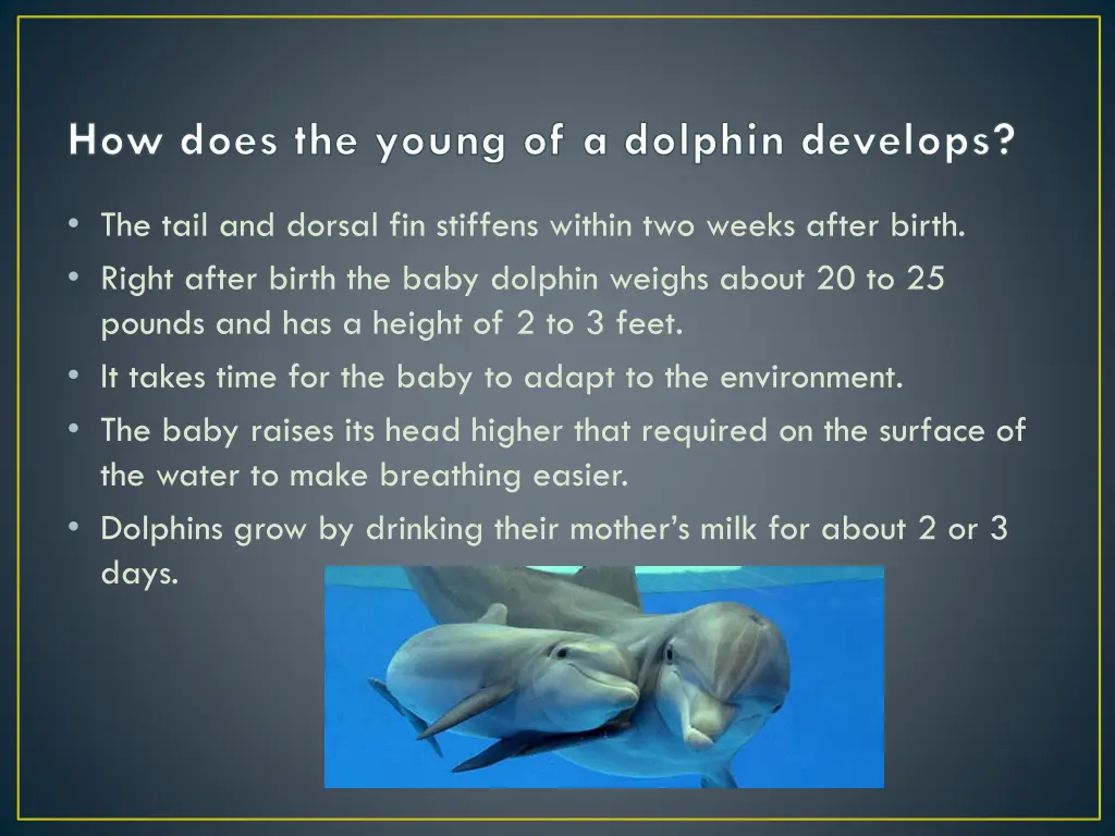 how does the young of a dolphin develops