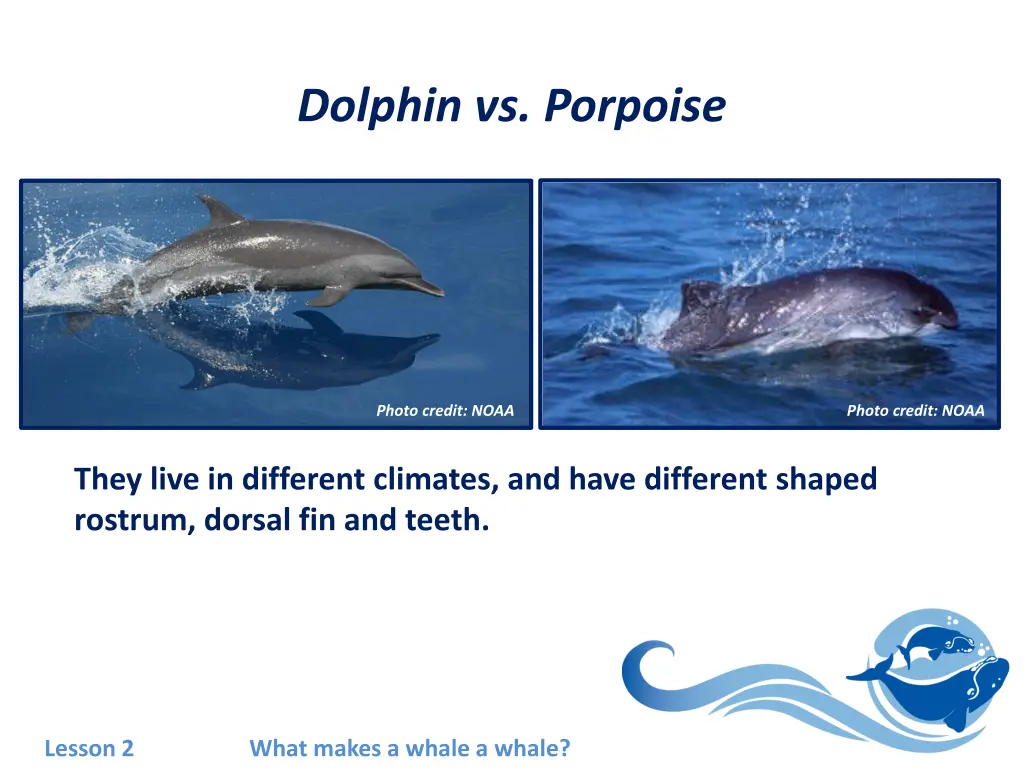 dolphin vs porpoise