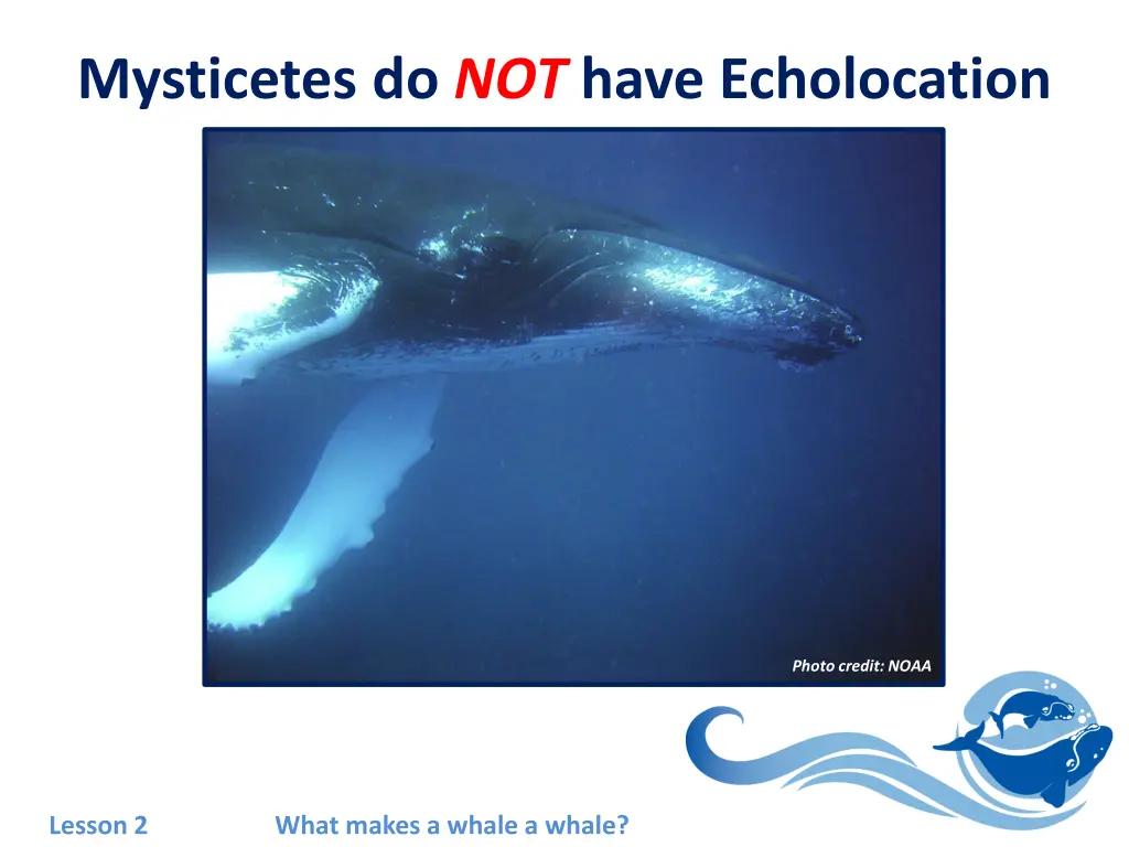 mysticetes do not have echolocation