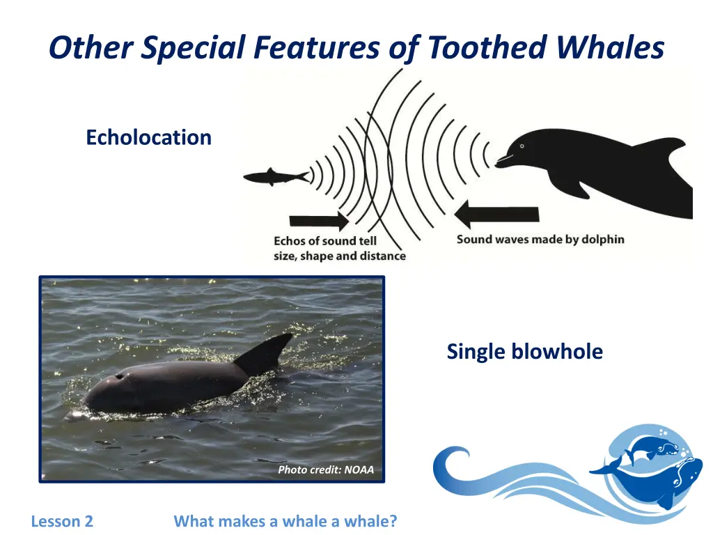 other special features of toothed whales