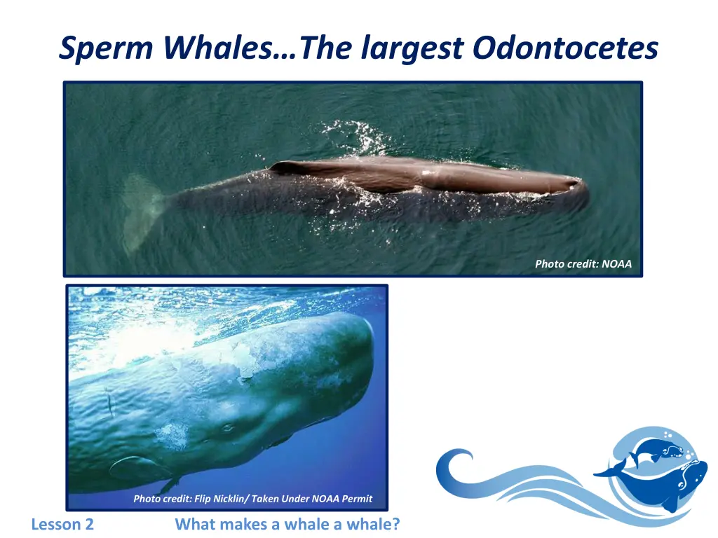 sperm whales the largest odontocetes