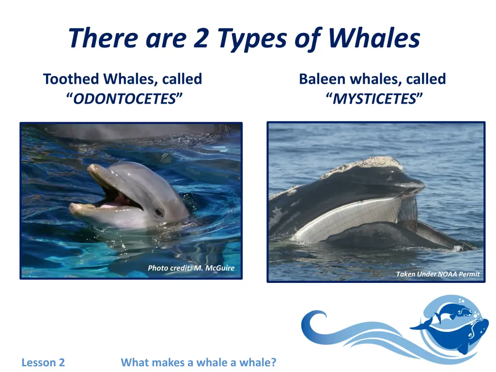 there are 2 types of whales