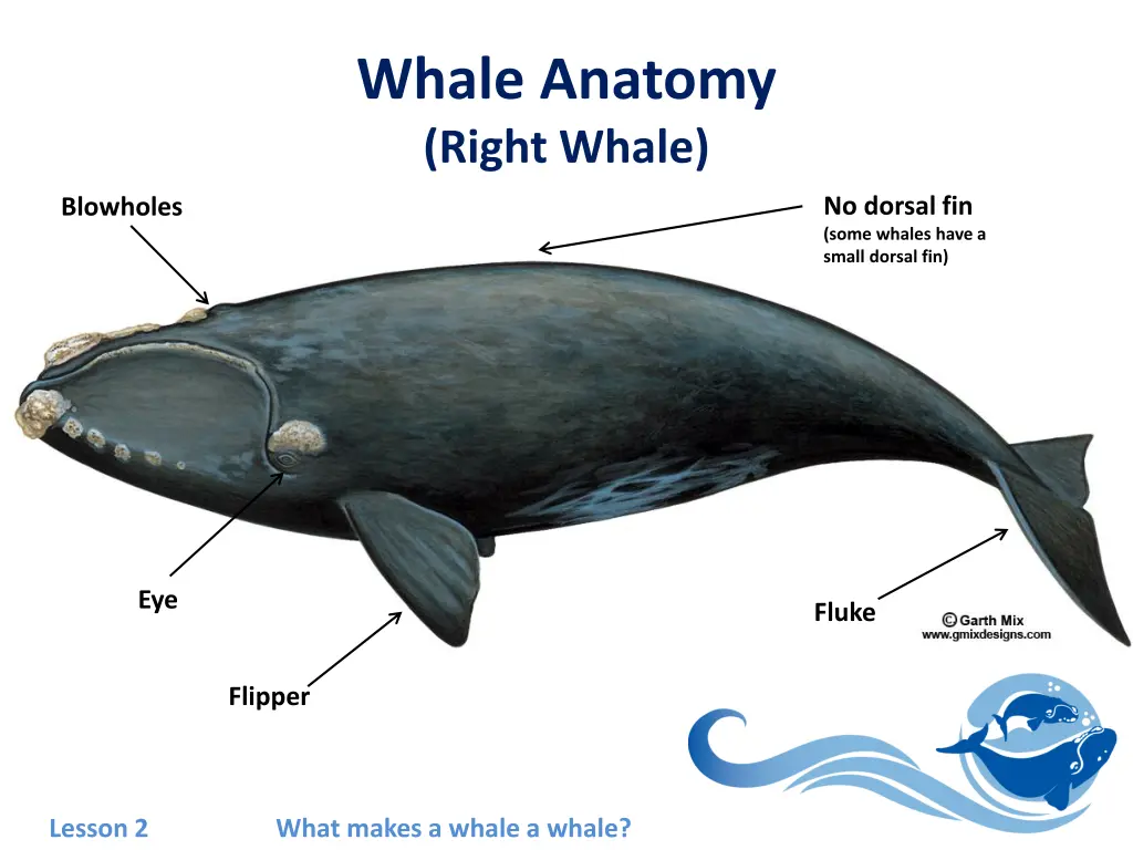 whale anatomy right whale