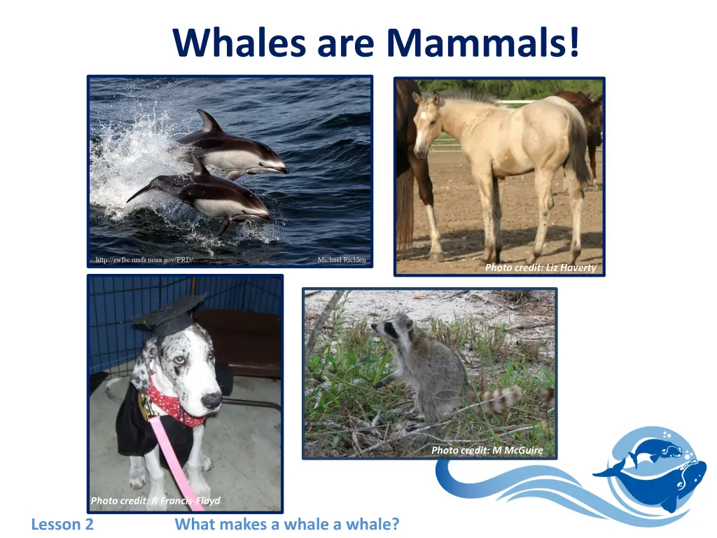 whales are mammals