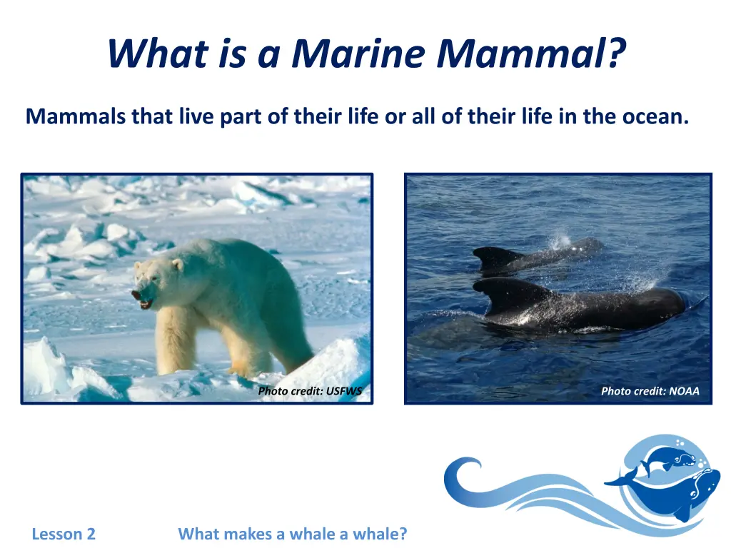 what is a marine mammal