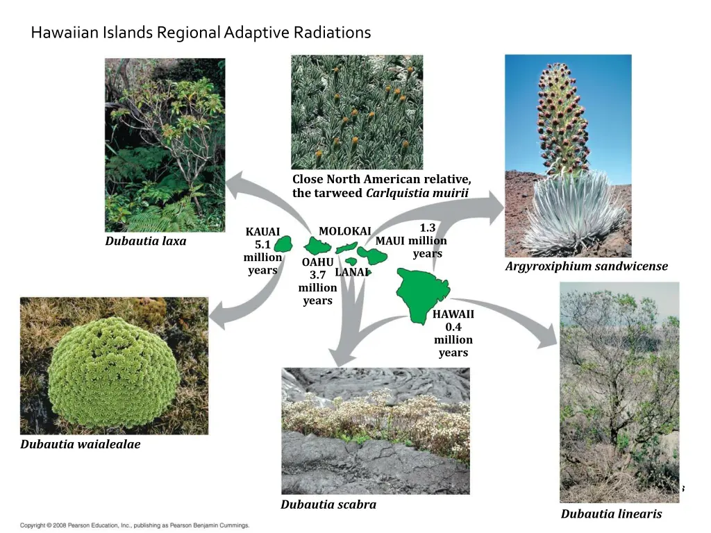 hawaiian islands regional adaptive radiations