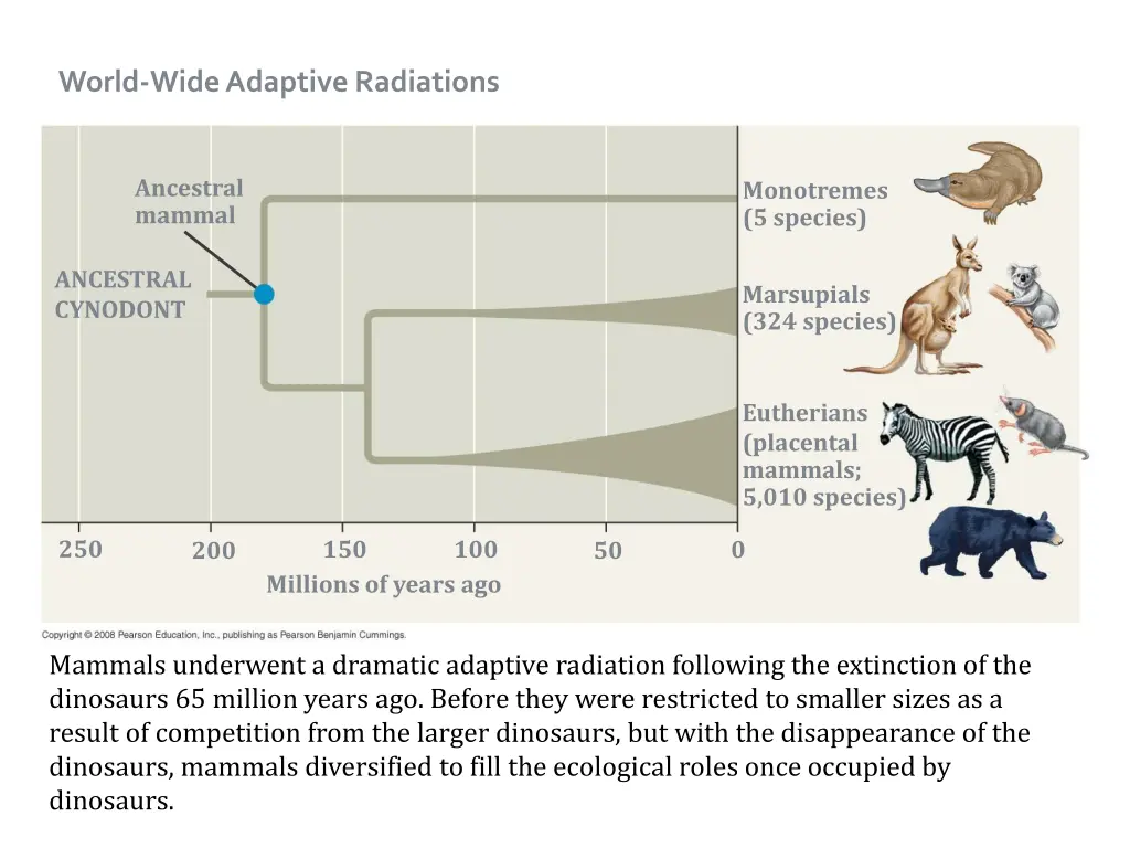 world wide adaptive radiations