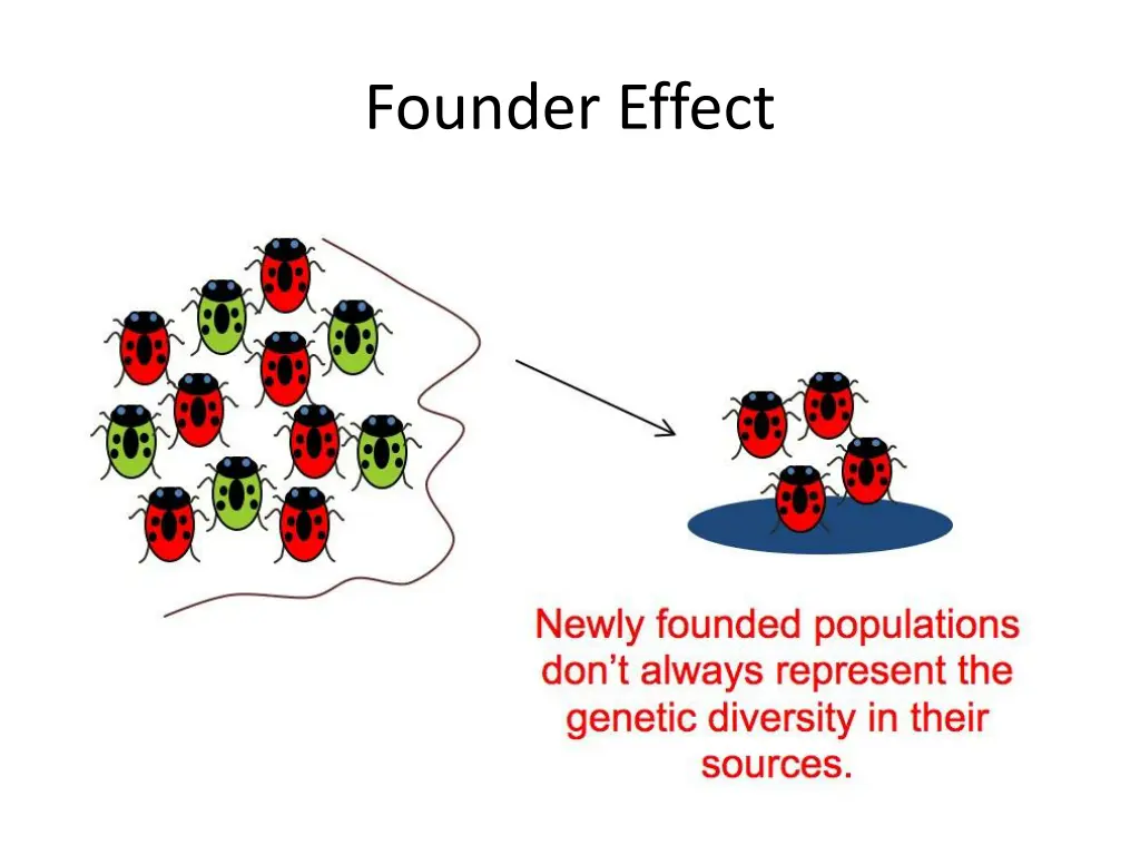 founder effect 1