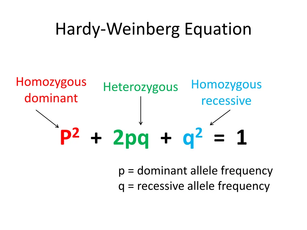 hardy weinberg equation