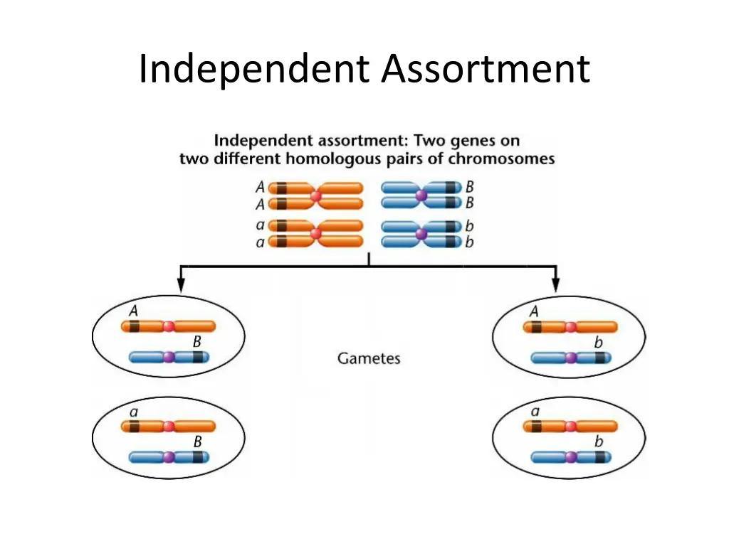 independent assortment