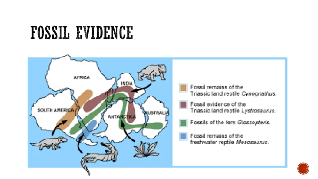 fossil evidence