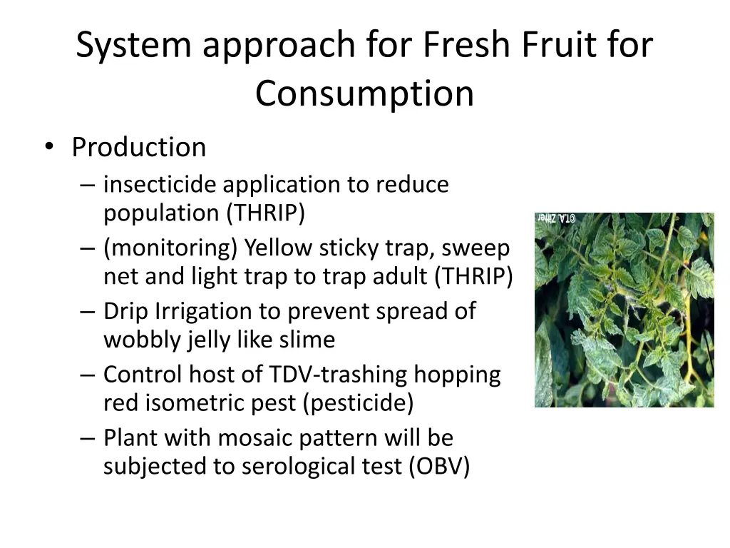 system approach for fresh fruit for consumption 1