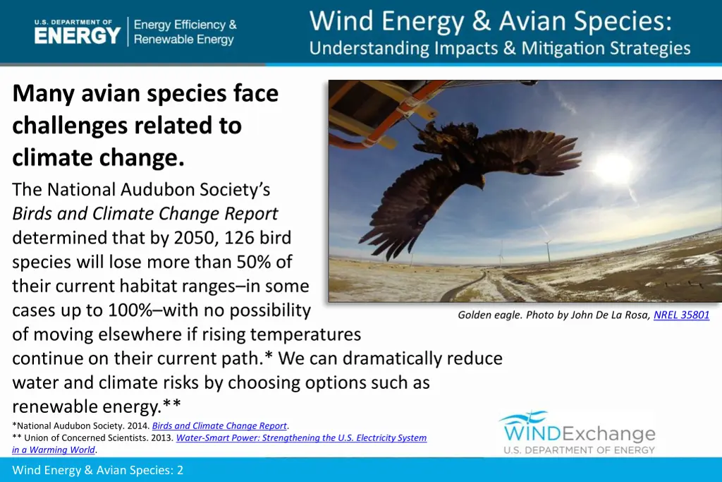 many avian species face challenges related