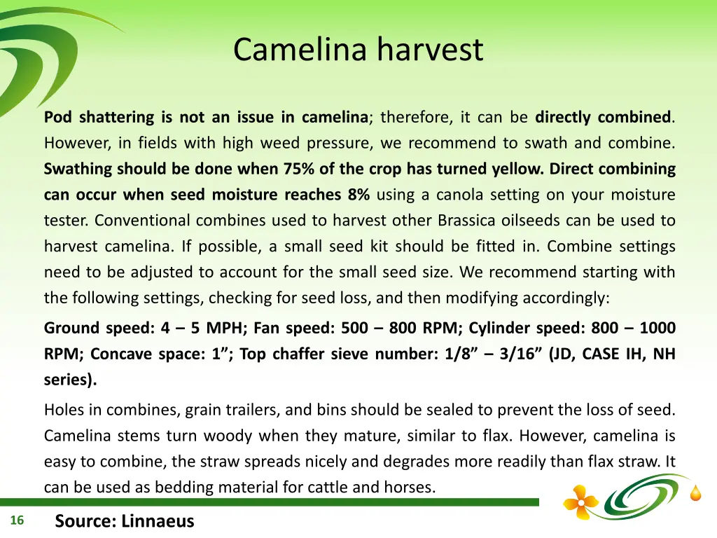 camelina harvest