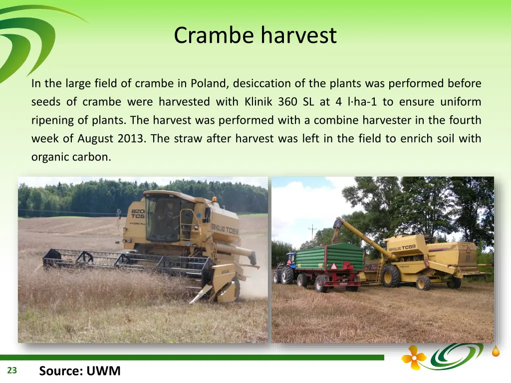 crambe harvest 1