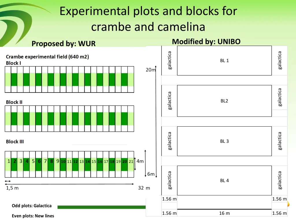 experimental plots and blocks for crambe 1