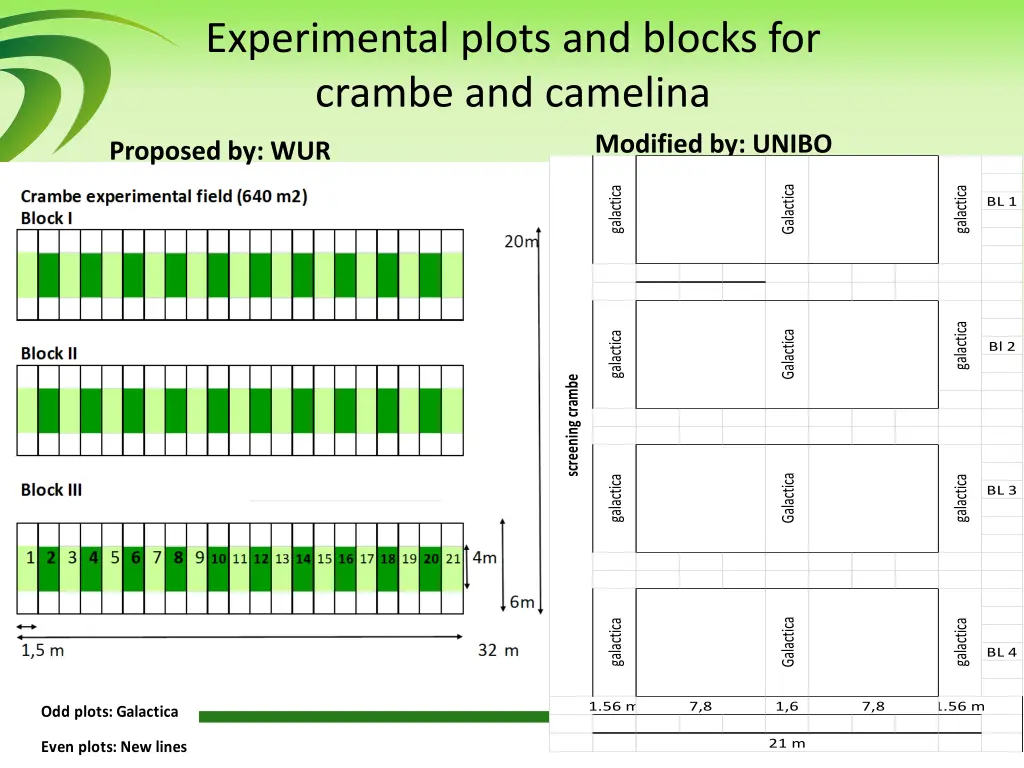 experimental plots and blocks for crambe 2