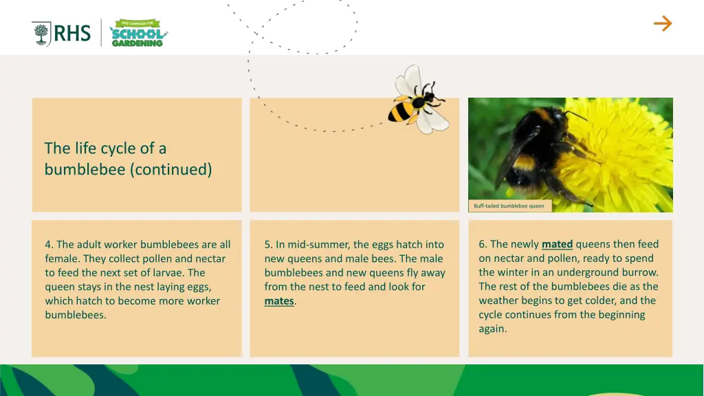 the life cycle of a bumblebee continued