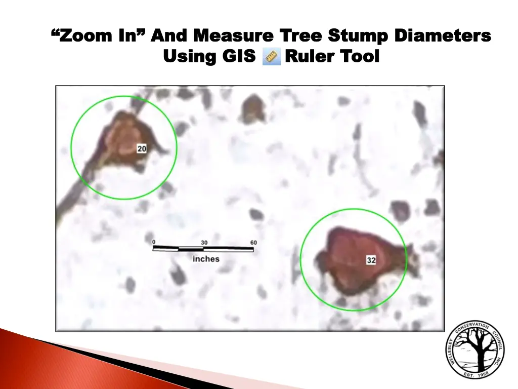 zoom in and measure tree stump diameters zoom