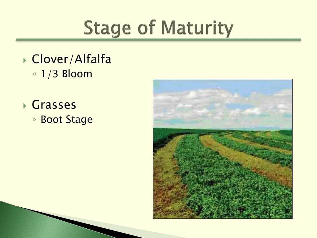 clover alfalfa 1 3 bloom