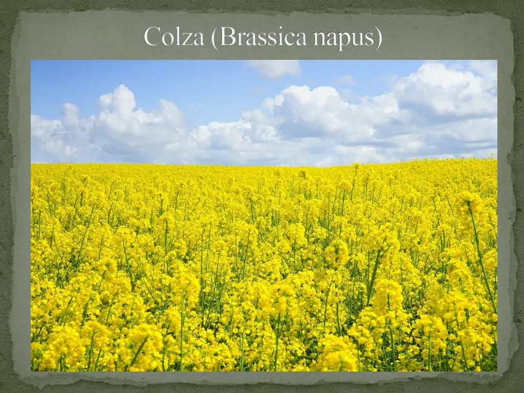 colza brassicanapus