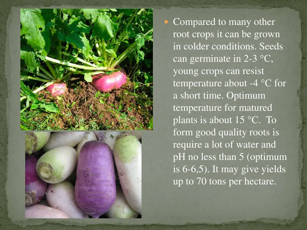 compared to many other root crops it can be grown