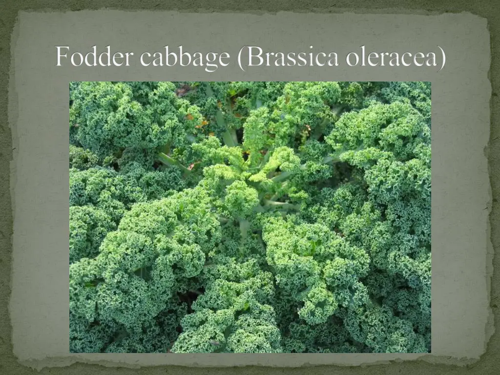 fodder cabbage brassicaoleracea