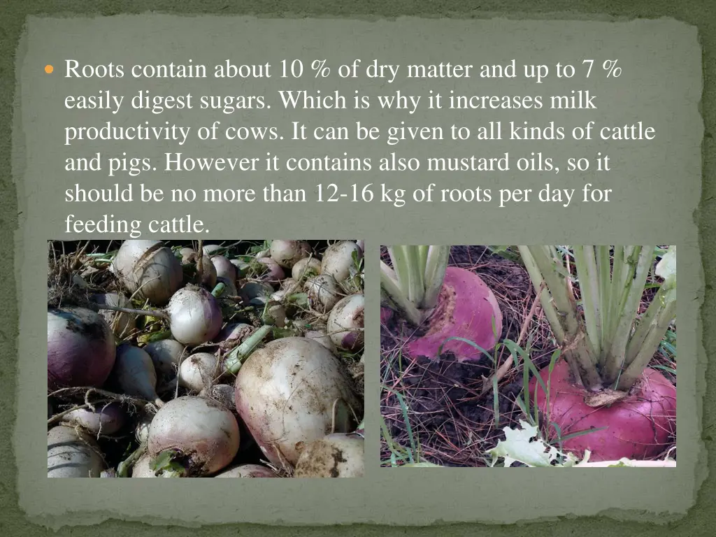 roots contain about 10 of dry matter