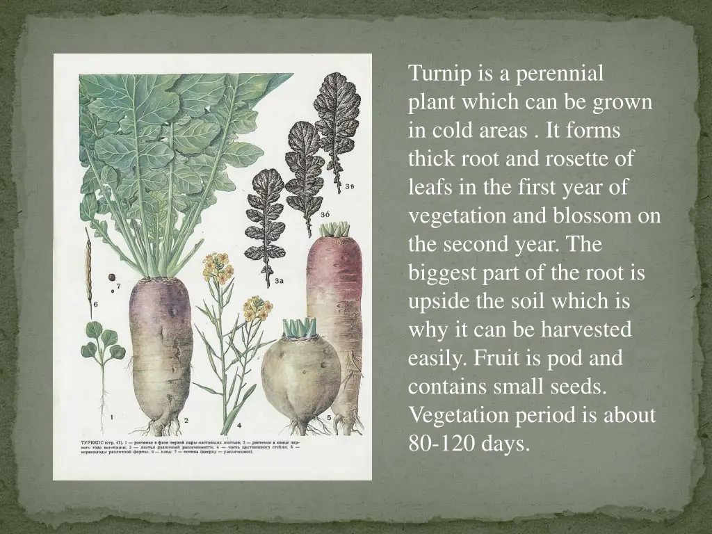 turnip is a perennial plant which can be grown