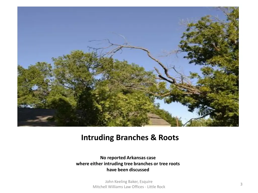 intruding branches roots