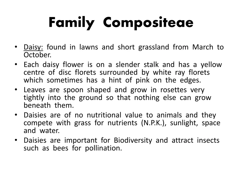 family compositeae 1