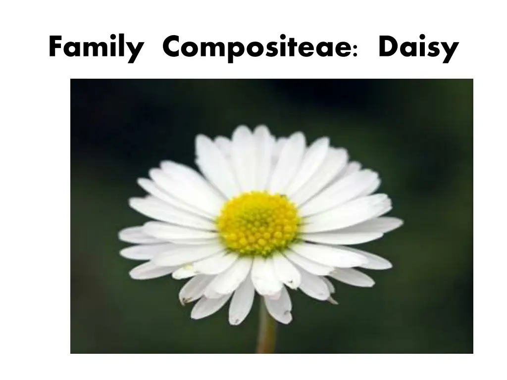 family compositeae daisy