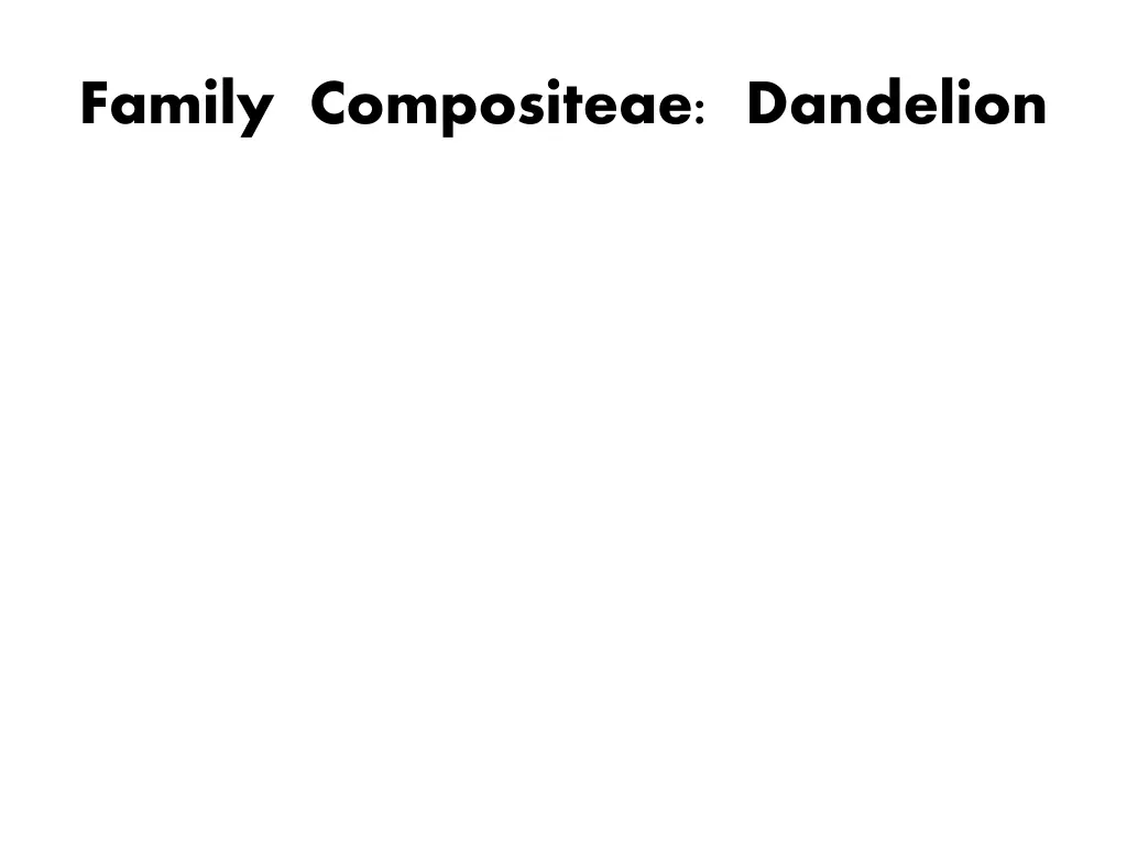 family compositeae dandelion