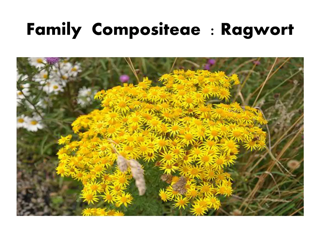 family compositeae ragwort