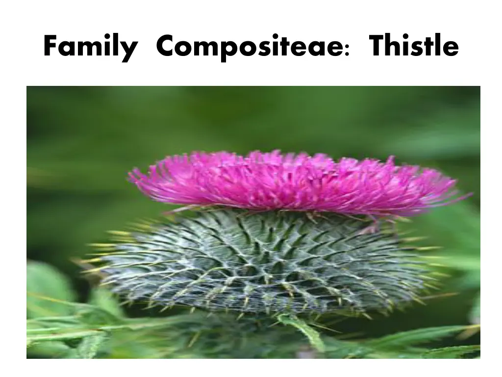 family compositeae thistle