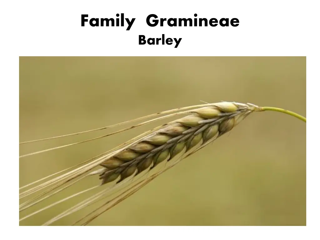 family gramineae barley