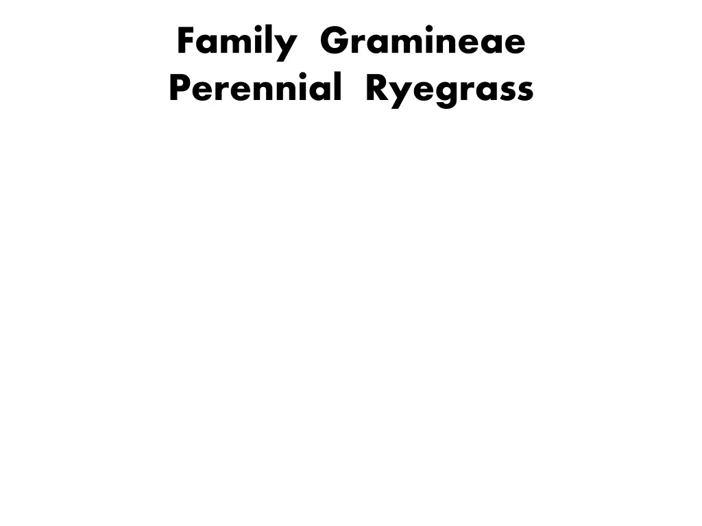 family gramineae perennial ryegrass 1