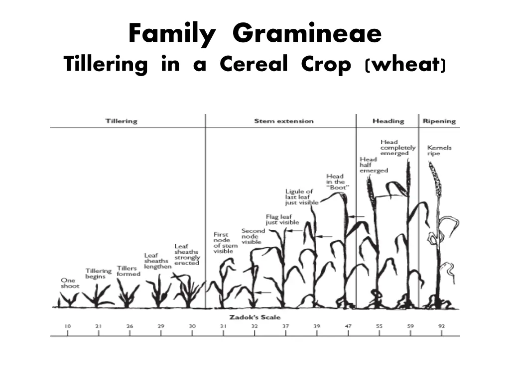 family gramineae tillering in a cereal crop wheat