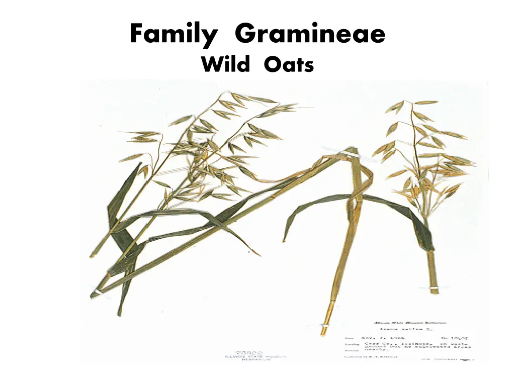 family gramineae wild oats 1