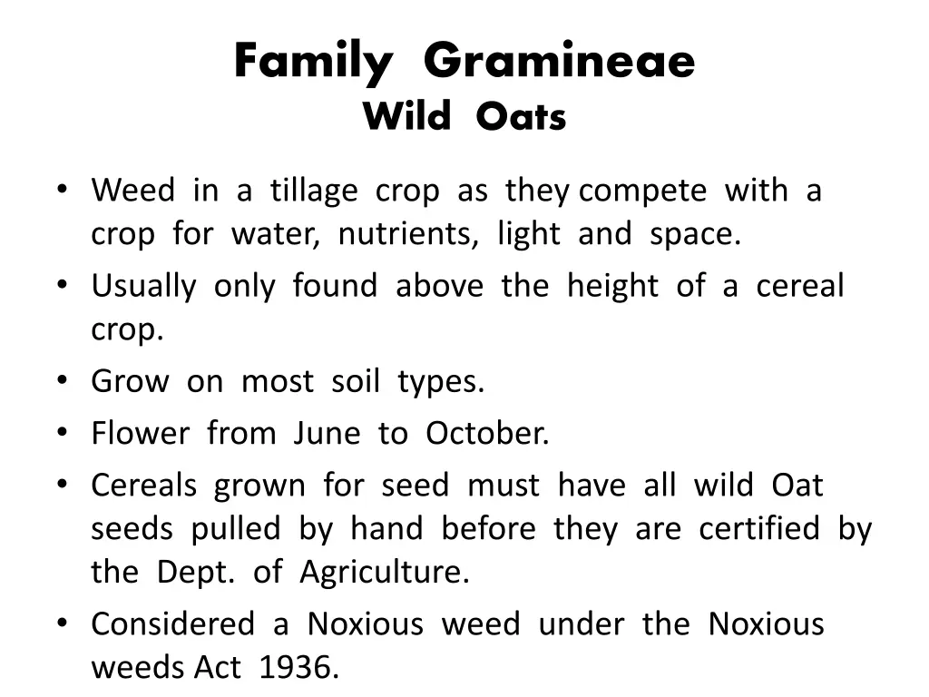 family gramineae wild oats