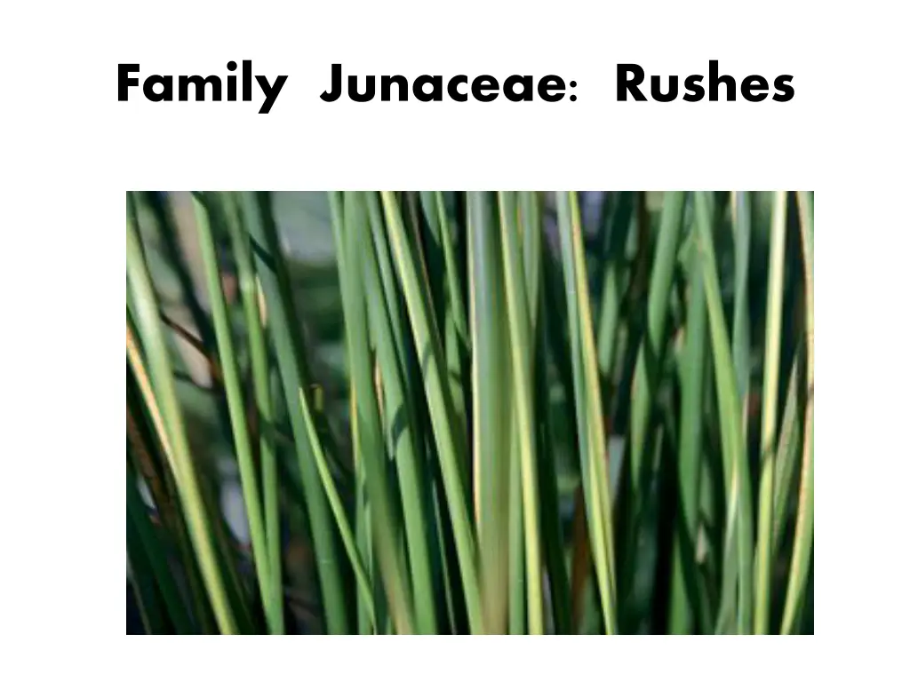 family junaceae rushes 1