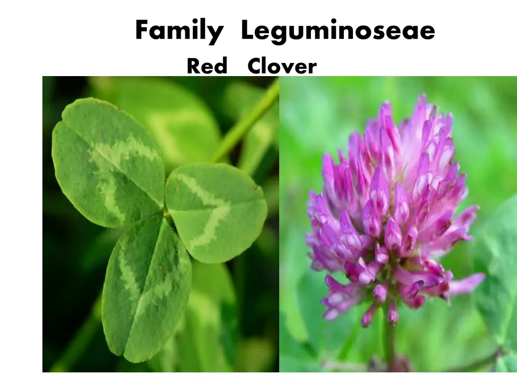 family leguminoseae red clover