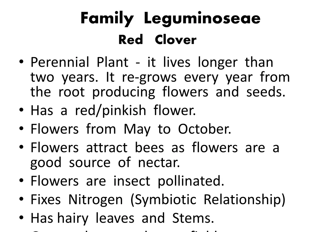 family leguminoseae red clover perennial plant