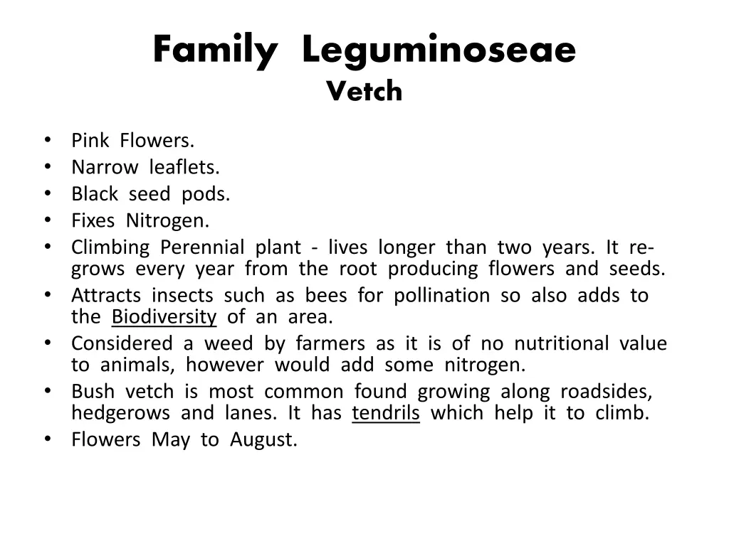 family leguminoseae vetch 1